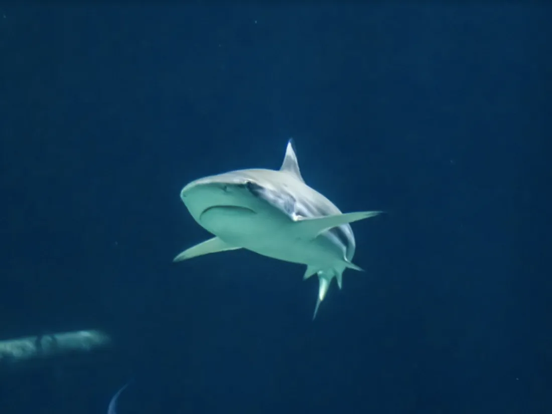 Des requins dotés de nageoires venimeuses dans la Tamise 